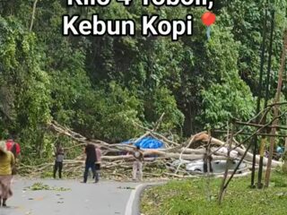 Cuaca Ekstrem, Pohon Tumbang di KM 40 Kebun kopi Tewaskan Satu Orang dan Rusak Dua Mobil