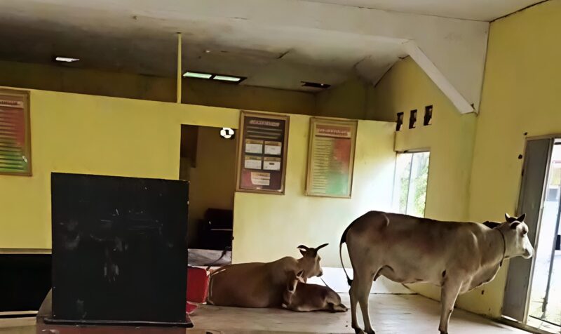beberapa ekor sapi bebas berkeliaran di dalam kantor balai desa-seolah menggantikan peran staf yang semestinya melayani warga Selasa 20/01/2025. Foto Istimewa 