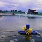 Foto ilustrasi tambak udang vaname