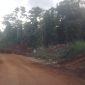 Foto Istimewa Tinombala.com